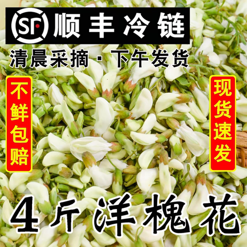 2026新鲜洋槐花现摘现发山野菜应当季蔬菜杨槐树花骨朵苞河南特产