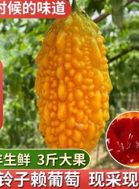 【金铃子水果】苏州现摘新鲜水果金铃子小癞瓜黄金果赖葡萄非种子