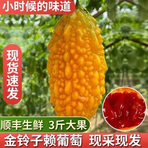 【金铃子水果】苏州现摘新鲜水果金铃子小癞瓜黄金果赖葡萄非种子