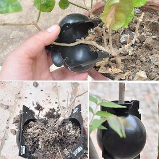 10Pcs Plant Rooting Ball Propagation Rooting Box Reusable