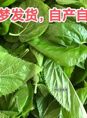 新鲜桑叶省内一天可以收到