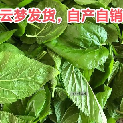 湖北云梦产地 新鲜桑叶 蚕宝宝食物 省内发货隔天可到 包邮