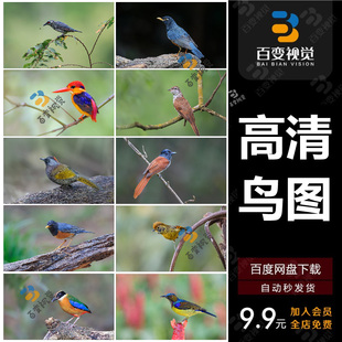 高清鸟类图库电脑桌面壁纸背景湿地鸟类照片摄影图片湿地照片素材