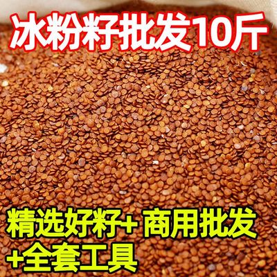 冰粉籽手搓正宗四川冰粉籽商用