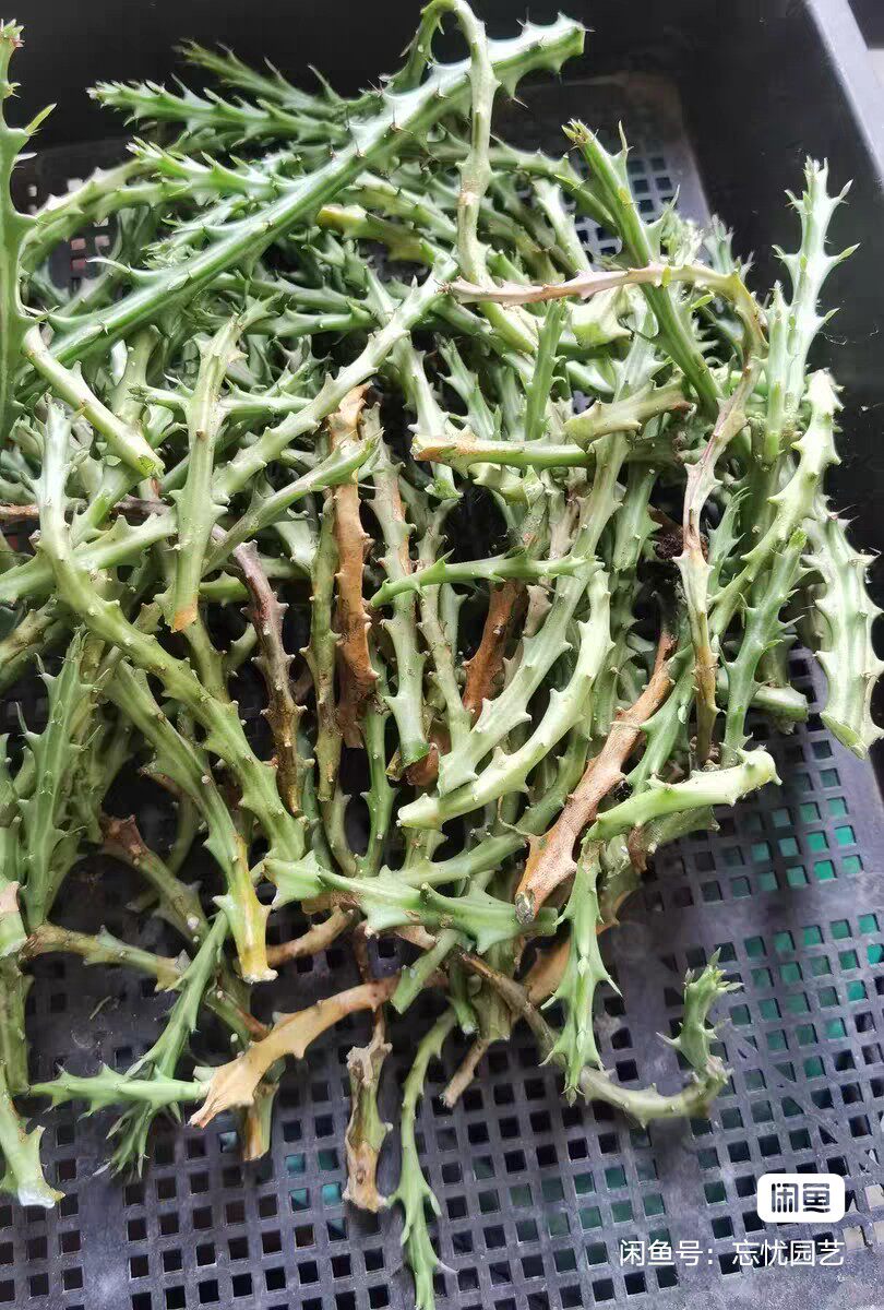 华烛麒麟无根枝条 长8-10厘米 九奴子块根 桦烛大戟科 包邮非偏