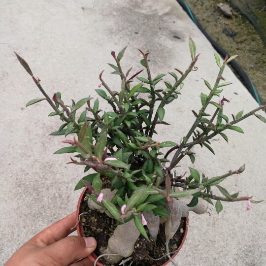 人参大戟 块根植物 大戟科 满18元包邮非偏远地区
