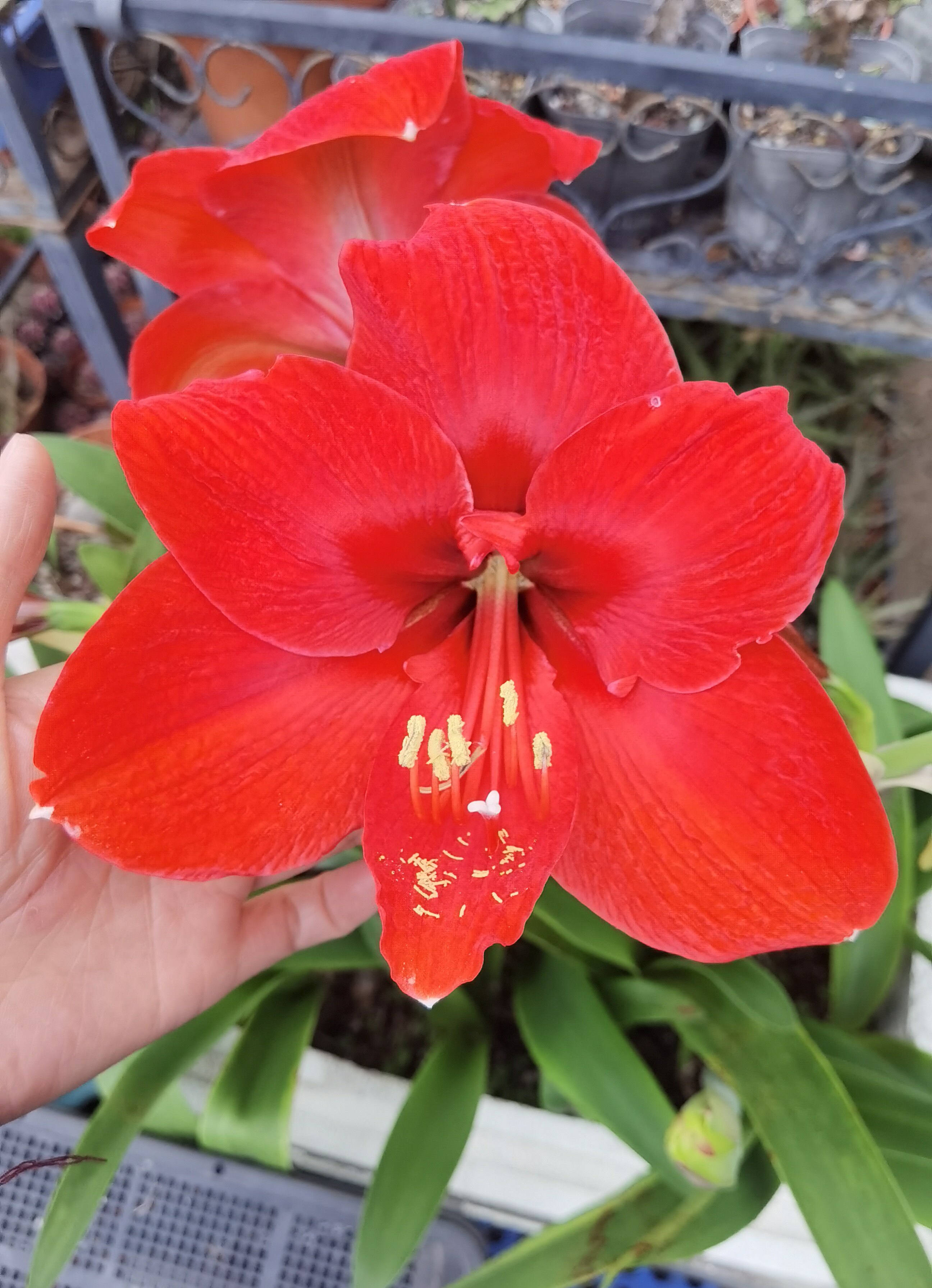 红花单瓣朱顶红 球径5+厘米 多肉植物