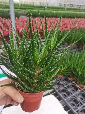 玻璃姬 花孔雀芦荟 叶尖有点焦黄属正常十二卷属满18元包邮非偏远