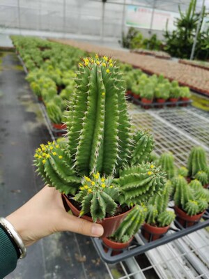 120杯魁伟玉小群生 冠幅10-12厘米 大戟科 包邮非偏远地区