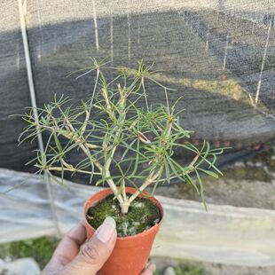 柳叶麒麟块根植物 大戟科 块根为须根小萝卜根 满18元包邮非偏远