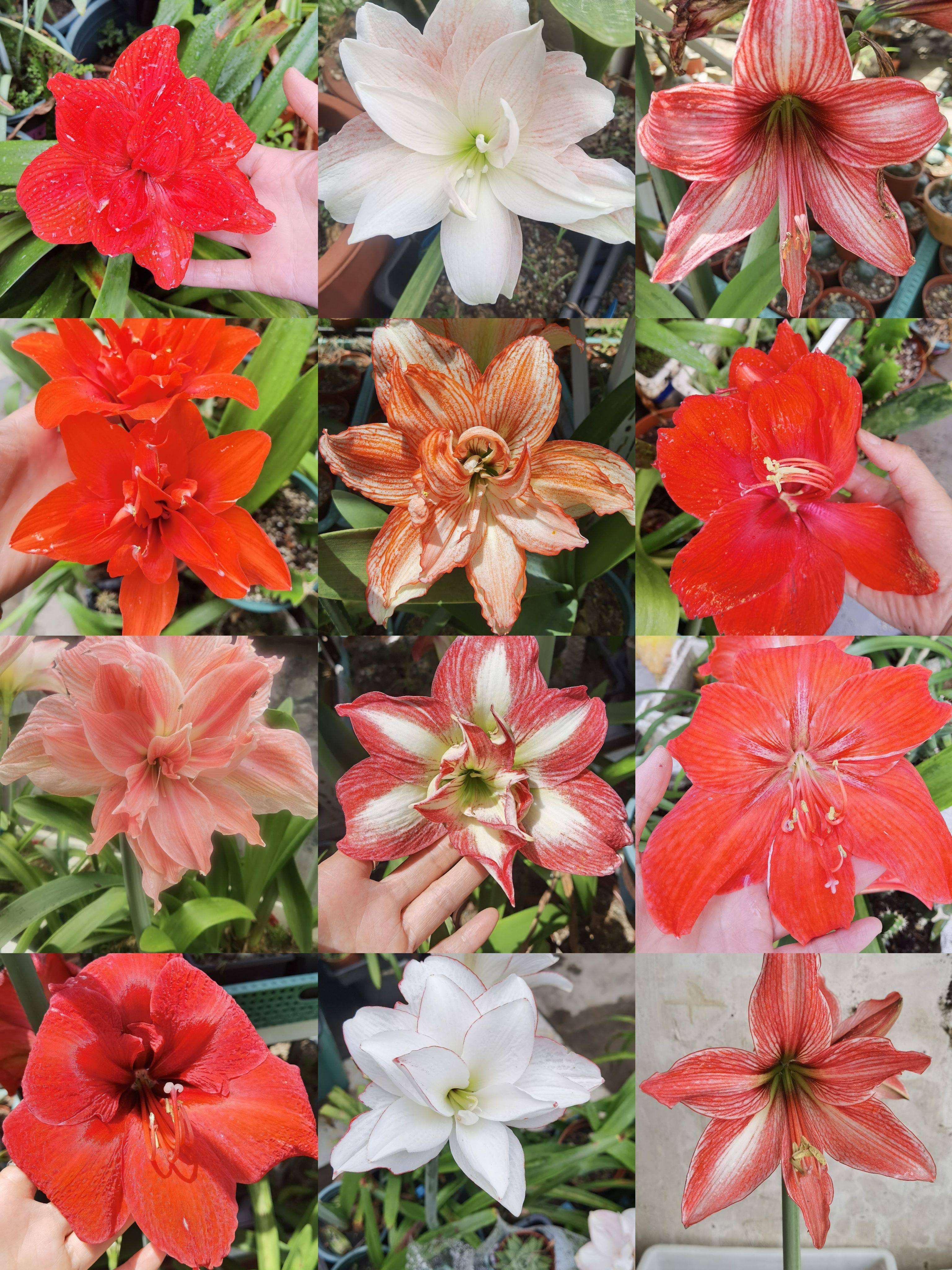 朱顶红混球 花色开盲盒 球直径多肉植物