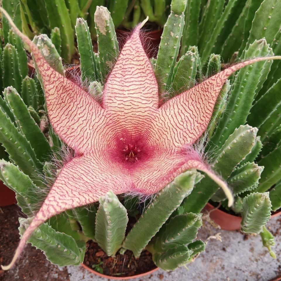 犀牛角 萝摩科 砍头自根 或侧芽自根 多棵拼盆 满18元包邮非偏远