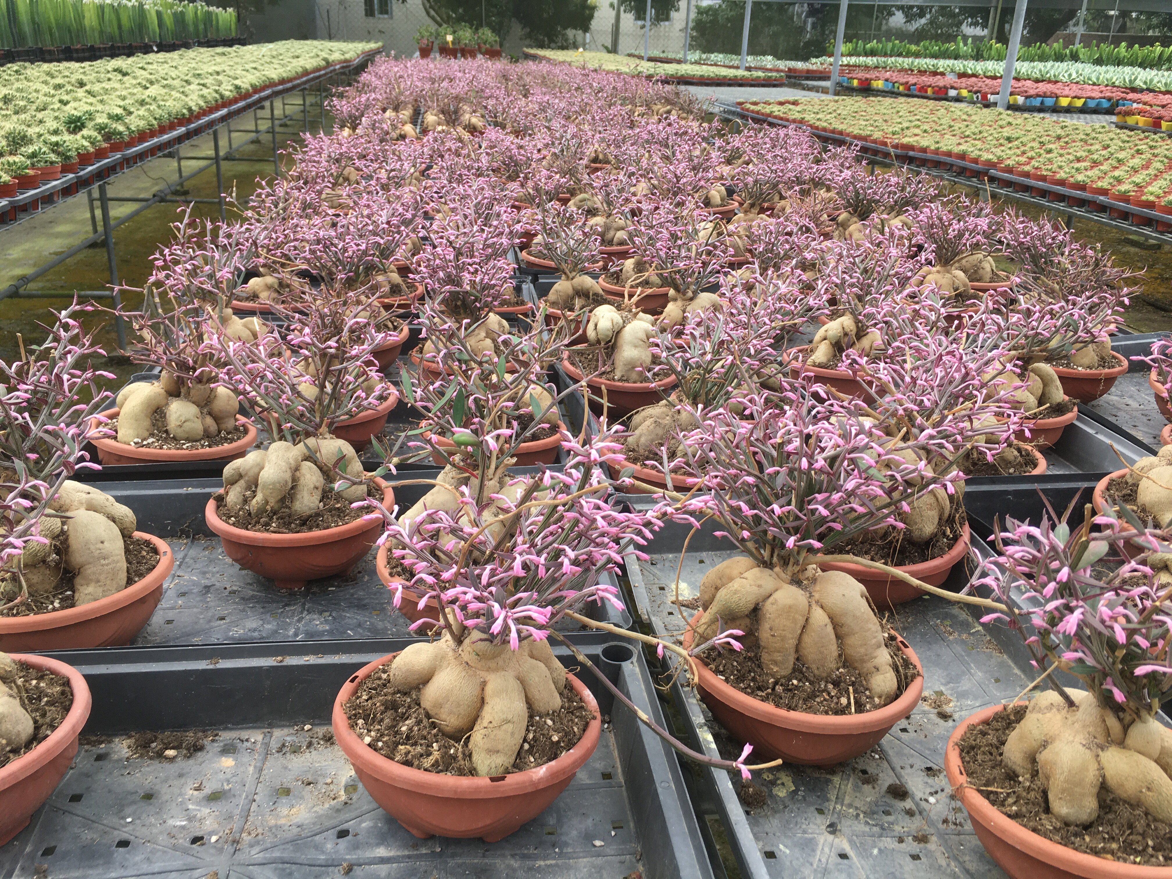 人参大戟 块根植物 多肉绿植 块根的形态千奇百怪 包邮非偏远地区