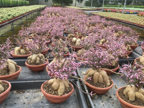 人参大戟 块根植物 多肉绿植 块根的形态千奇百怪 包邮非偏远地区