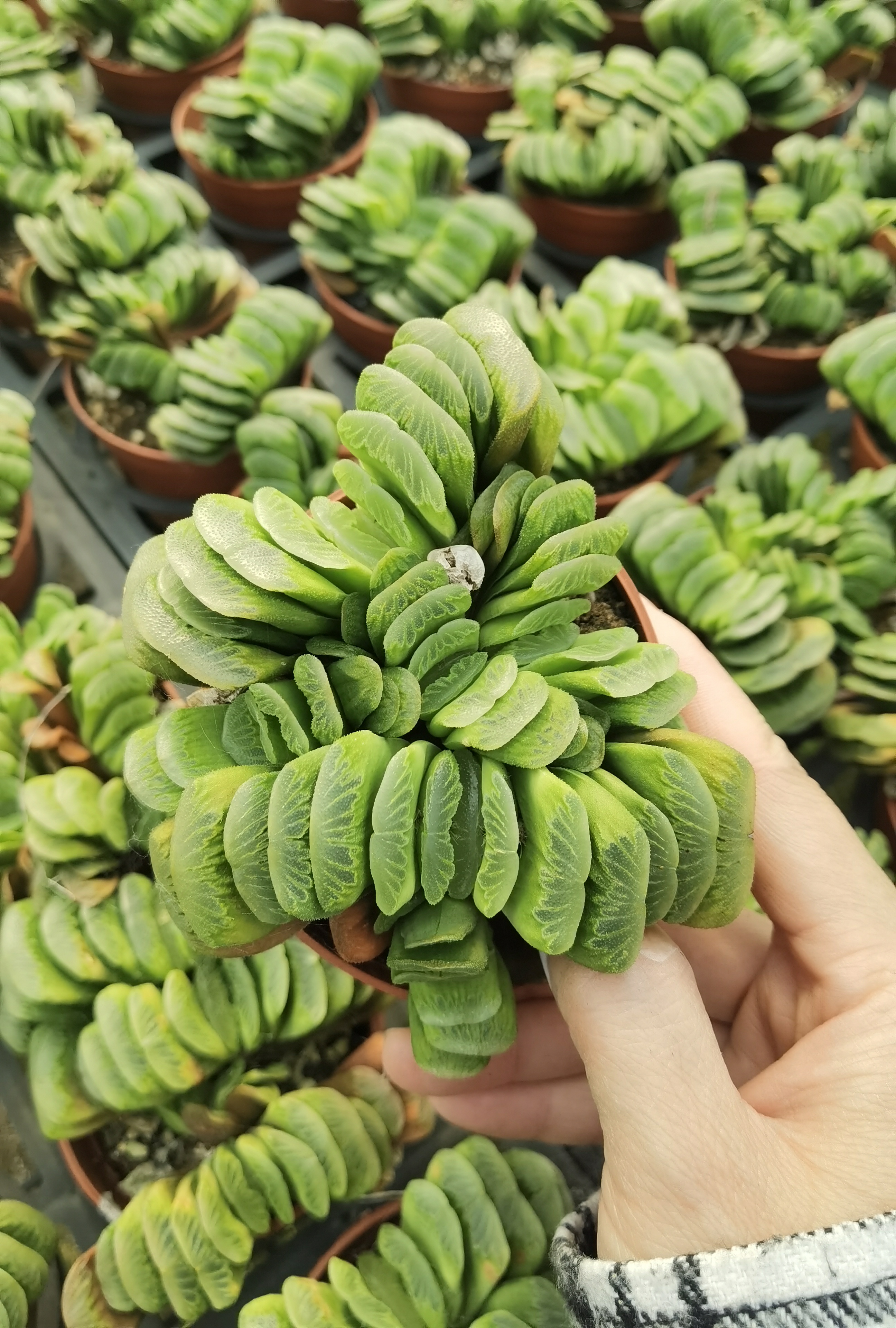 绿玉扇 十二卷属 多肉植物 约7-8厘米 满18元包邮非偏远地区