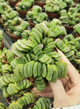 绿玉扇 十二卷属 多肉植物 约7-8厘米 包邮非偏远地区