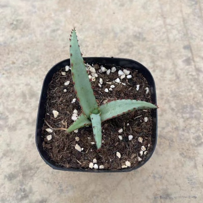 花絮芦荟小苗 竹仙人芦荟小苗 叶展3-4.5厘米 包邮非偏地区