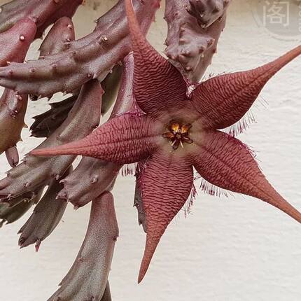 纹瓣红犀角大群生 奇异萝藦科 多肉植物盆栽绿植 包邮非偏