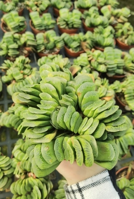 绿玉扇多头大群生 冠幅9-10厘米不等 多肉植物 包邮非偏远地区