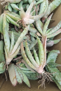 好望角芦荟 开普芦荟 巨芦荟 实生小苗 包邮非偏远地区