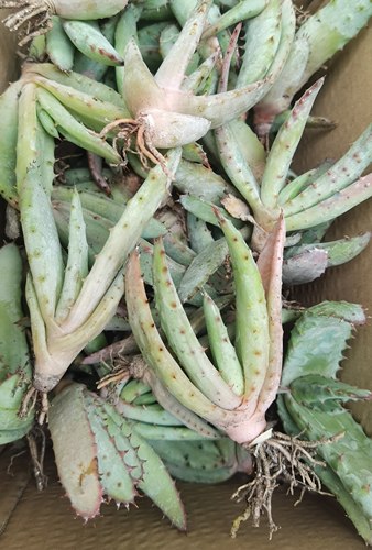 好望角芦荟 开普芦荟 巨芦荟 实生小苗 包邮非偏远地区