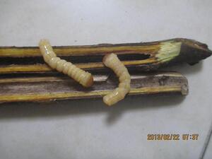 野生子午虫斗米虫黄狼倒钩刺虫云实蛀虫活体鸟不踏刺虫星天牛幼虫