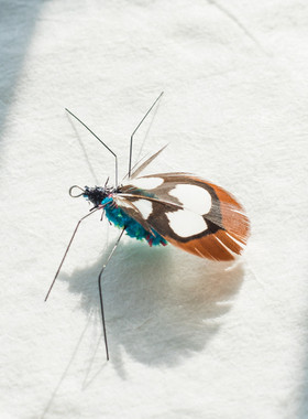 部分现货~[HaBe]韩国代购逗猫棒替换头多种小虫子 猫咪玩具