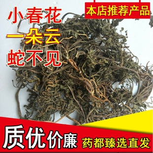 现货小春花 一朵云 阴地蕨 蛇不见 独脚金鸡精选鲜药材100g克包邮