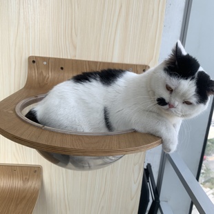 可用 设计师「墙面太空舱」原木风猫爬架小户型猫抓柱不占空间四季
