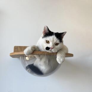 可用 设计师「原木风墙面太空舱」猫爬架小户型猫抓柱不占空间四季