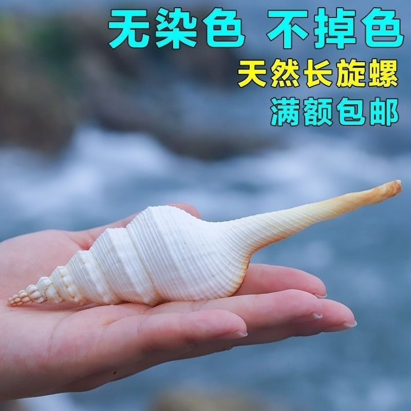 白笋尖螺12厘米左右天然海螺贝壳高档海贝