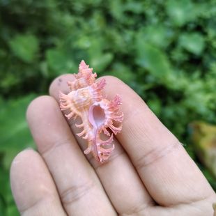 粉色高贵千手螺收藏级精品天然海螺标本