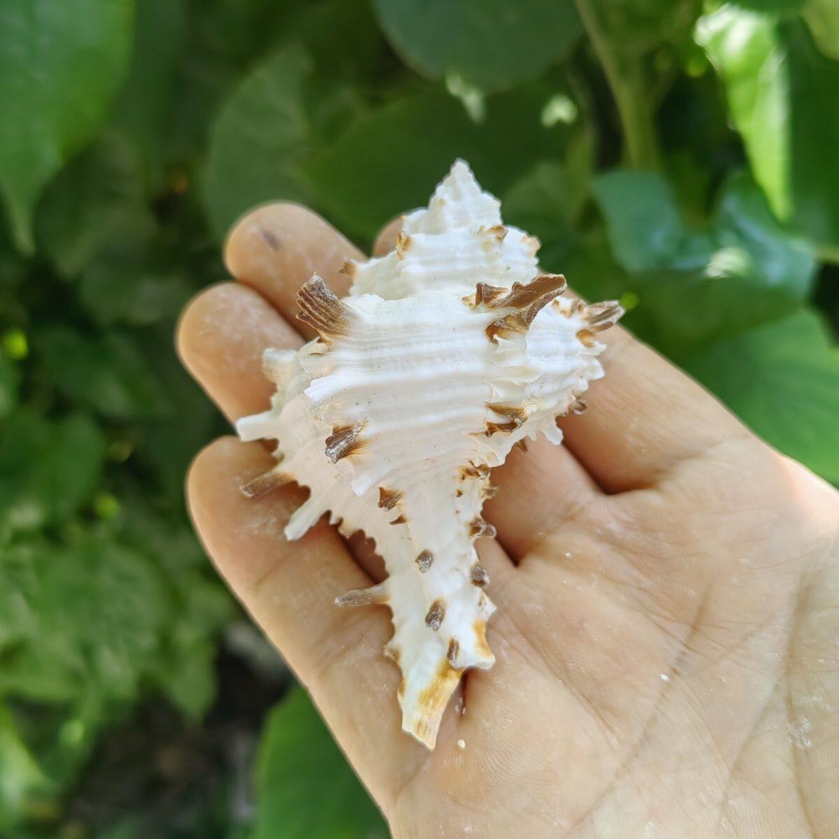 天然海螺贝壳 稀有白骨螺 寄居蟹替换备用壳鱼缸造景海洋摆件