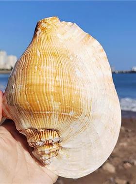 特大佛耳螺 天然超大海螺贝壳 大耳螺居家装饰品多肉花盆家居摆件