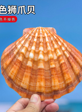 天然海螺贝壳橙色狮爪贝鱼缸水族造景地台装饰家居摆件