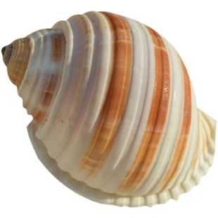 天然海螺贝壳卷贝鱼寄居蟹用品一整套备用替换专用壳鱼缸造景摆件