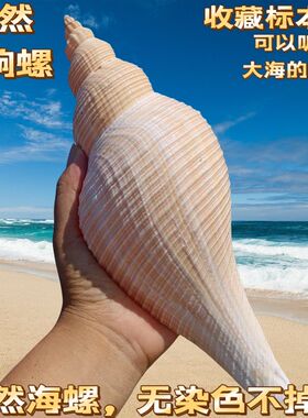 大响螺长香螺角螺天然贝壳海螺鱼缸居家橱窗摆件海星角螺吹号海螺