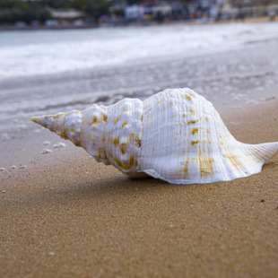 超大海螺贝壳天然白法螺鱼缸造景摆件客厅柜台装饰听大海的声音