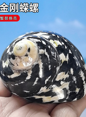 黑金刚蝾螺卷贝壳寄居蟹替换壳小贝壳海螺壳鱼缸造景水族箱装饰