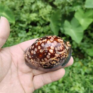 天然海螺贝壳 龟甲宝螺 鱼缸造景装饰摆件收地中海