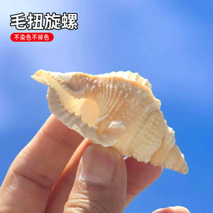 天然稀有海螺贝壳毛扭法螺收藏标本螺地中海家居橱窗装饰鱼缸造景
