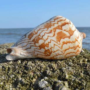 天然贝壳海螺摆件超大舞袖涡螺山水螺风景螺鱼缸装饰水族箱造景