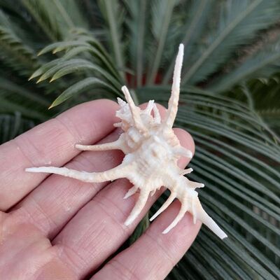 天然海螺壳千手鹿角骨螺水族鱼缸造景装饰收藏家居橱窗拍摄摆件