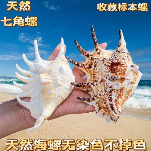 七角螺天然贝壳超大海螺壳鱼缸装饰品地台布置摆件水族造景家居