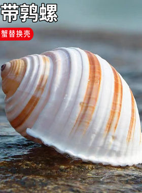 天然贝壳褐带鹑螺鱼缸水族箱装饰品卷贝鱼繁殖壳多肉花盆寄居蟹螺