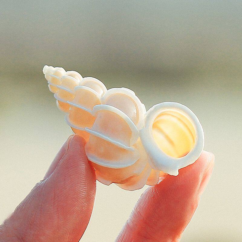 稀有海螺绮狮螺绮蛳螺天然海罗贝壳鱼缸造景海洋风装饰品摆件收藏