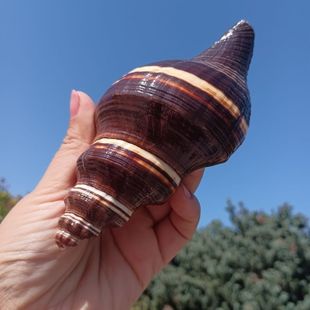 稀有天然海螺贝壳黑香螺鱼缸造景装饰收藏标本螺家居橱窗设计摆件