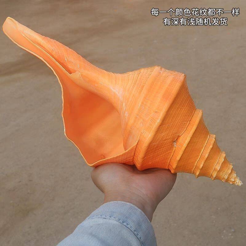 天然大海螺贝壳澳洲长香螺摆家居装饰婚庆布景拍摄道具吹响大号角