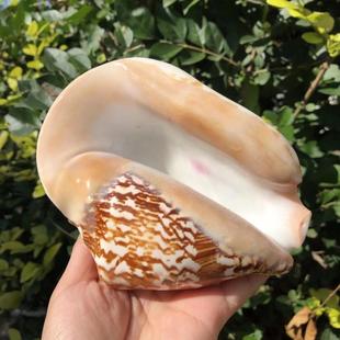 特大佛耳螺天然超大海螺贝壳大耳螺居家装饰多肉花盆家居摆件收藏