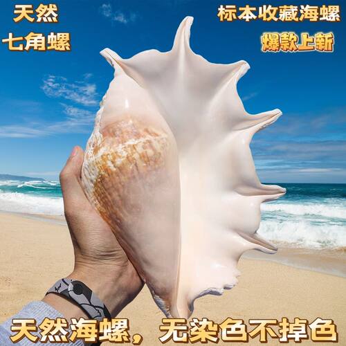 天然七角螺贝壳鱼缸造景摆件